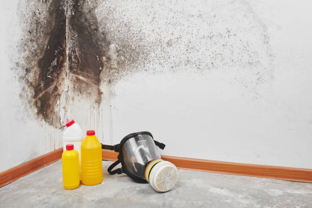 Best Professional Mold Removal  in Warsaw, IN