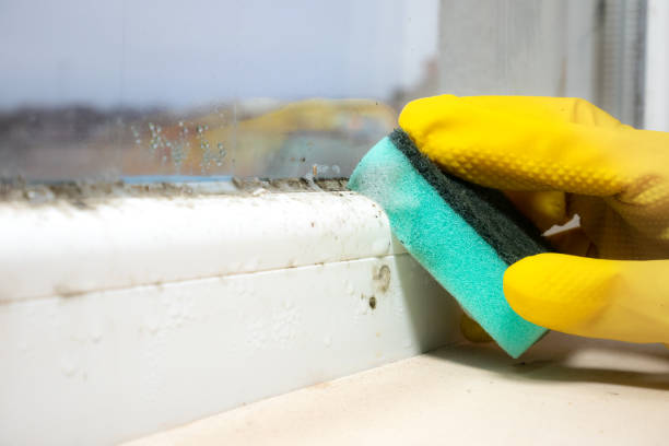 Best Best Mold Removal Companies  in Warsaw, IN