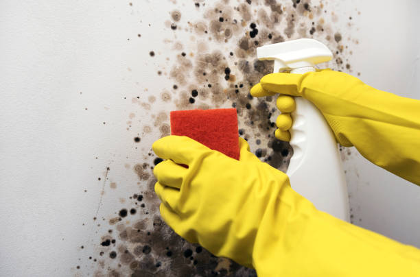 Best Residential Mold Removal  in Warsaw, IN