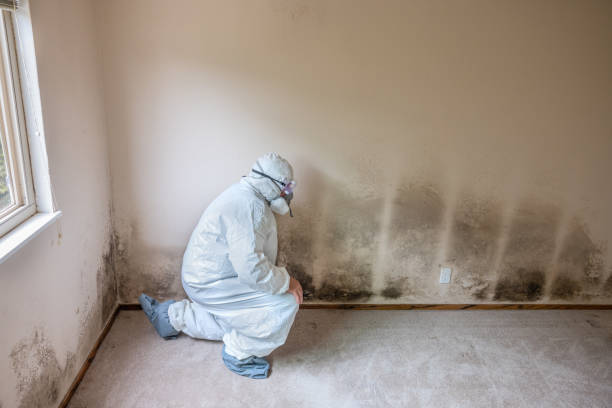 Best Affordable Mold Removal  in Warsaw, IN