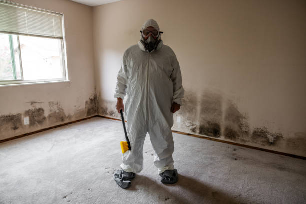 Best Black Mold Removal  in Warsaw, IN