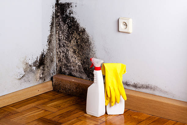 Best Certified Mold Removal  in Warsaw, IN