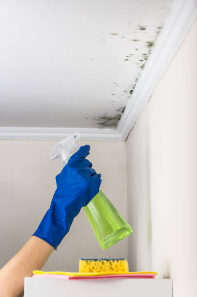 Best Mold Removal Specialists  in Warsaw, IN